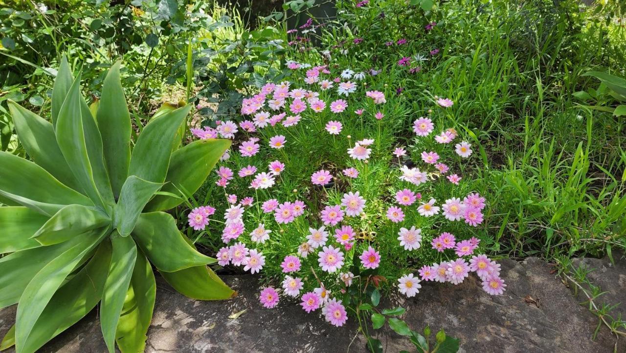 דירות סינגלטון Gowrie Agapanthus מראה חיצוני תמונה
