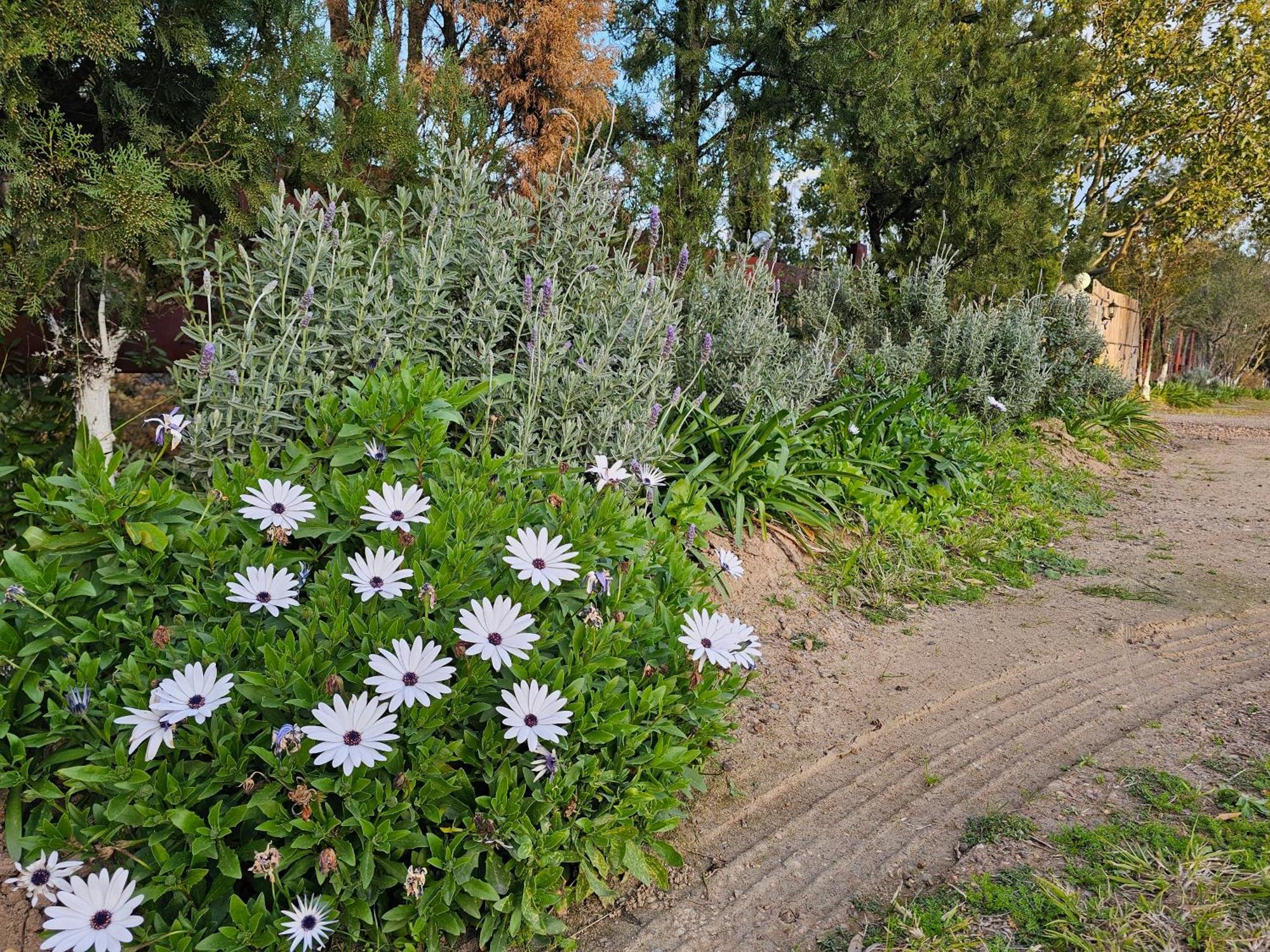 דירות סינגלטון Gowrie Agapanthus מראה חיצוני תמונה